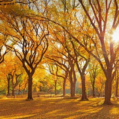 Falaks Shabir avatar